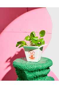 Vase cache pot Ramen